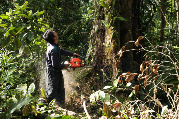Best Emergency Tree Removal  in Greenlawn, NY