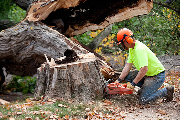 Best Commercial Tree Services  in Greenlawn, NY