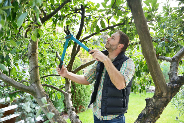 Best Hazardous Tree Removal  in Greenlawn, NY